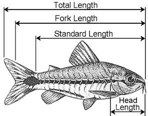 fish measurement